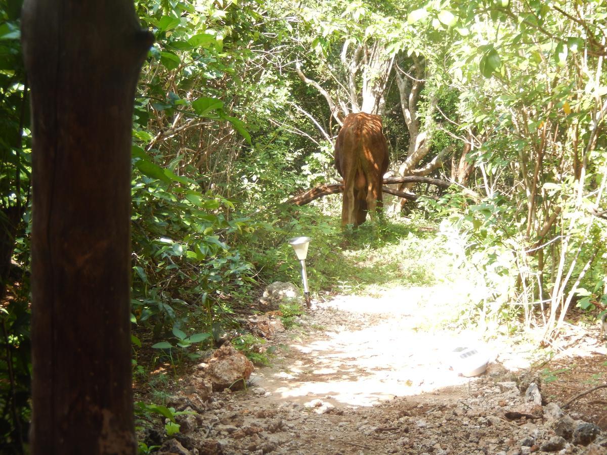 Wasini Island Bandas Ngoại thất bức ảnh